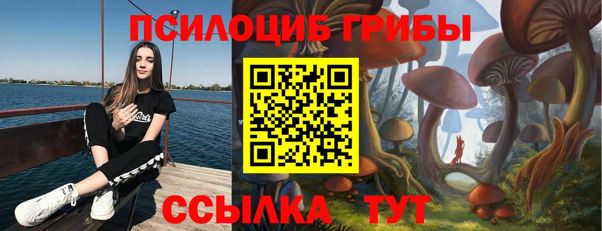 Псилоцибиновые грибы Psilocybe Елабуга